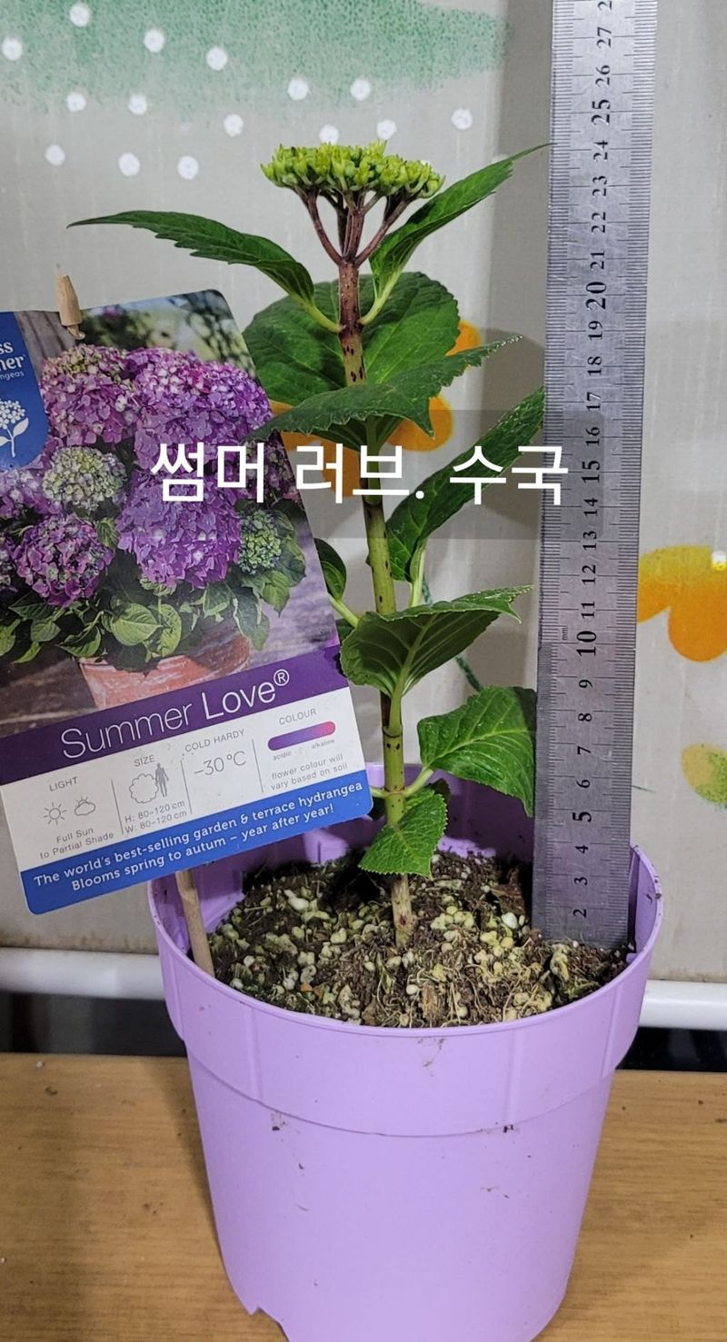 장터 상품 [썸머러브 수국2주22.000] 썸네일