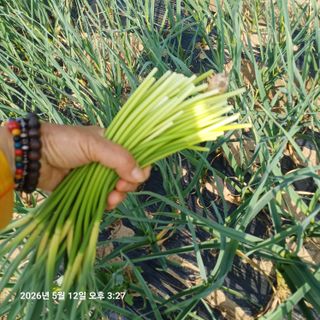 삼성농산님의 자유주제 · 자유게시판 작성글 사진