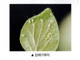 대산농사대장님의 고추·비료•농약 작성글 사진