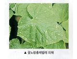 대산농사대장님의 고추·비료•농약 작성글 사진