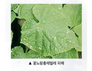 대산농사대장님의 고추 · 비료•농약 작성글 사진