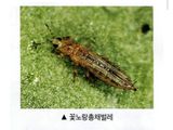 팜모닝 고추·비료•농약 게시글 이미지