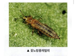 대산농사대장님의 고추·비료•농약 작성글 사진