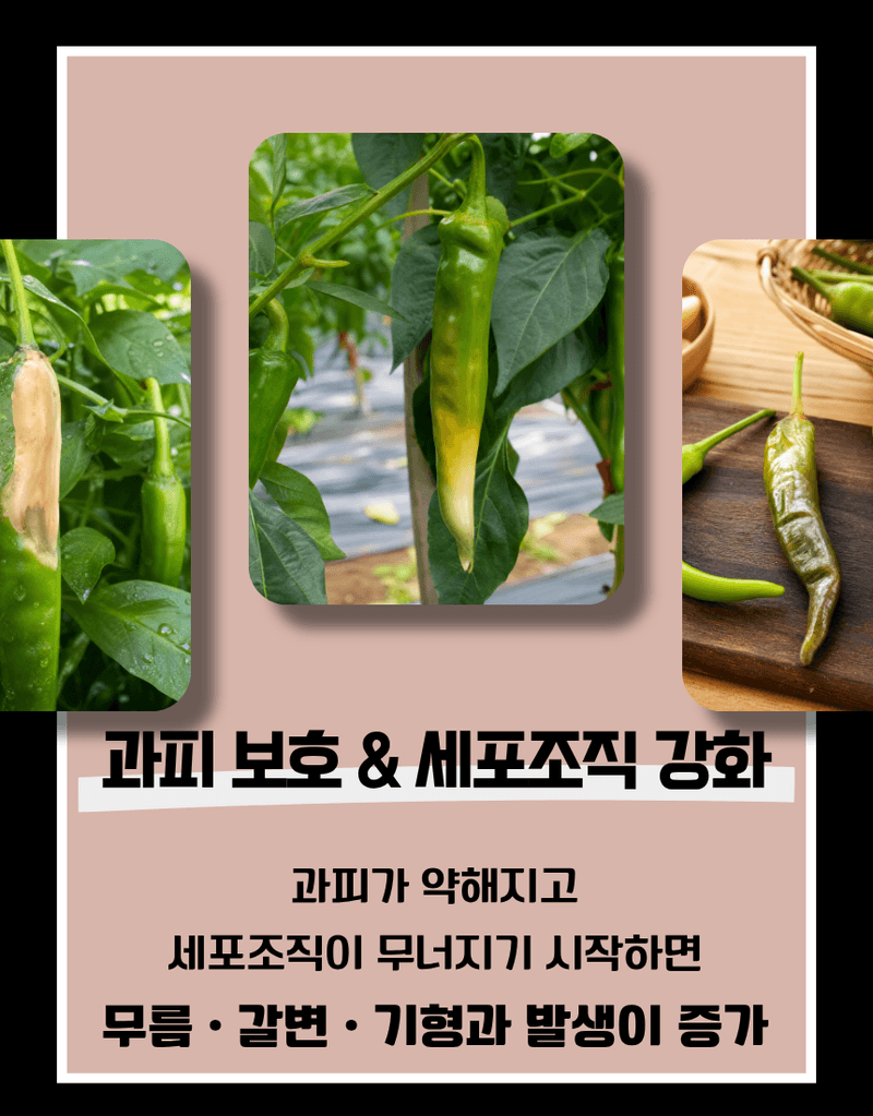 농업마켓365님의 장터 판매 상품 [[탄저병예방] 융전 탄저백신 액제 500ml 탄저병방지 과피보호 면역강화] 첨부 사진
