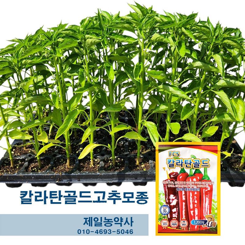 장터 상품 [칼라탄골드고추모종 100개 남은수량300개] 썸네일