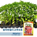 팜모닝 · 게시글 이미지