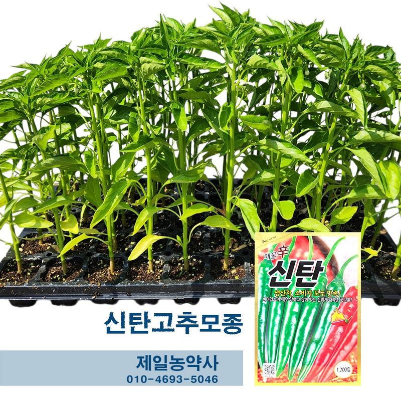 장터 상품 [신탄고추모종 100개 남은수량200개] 썸네일