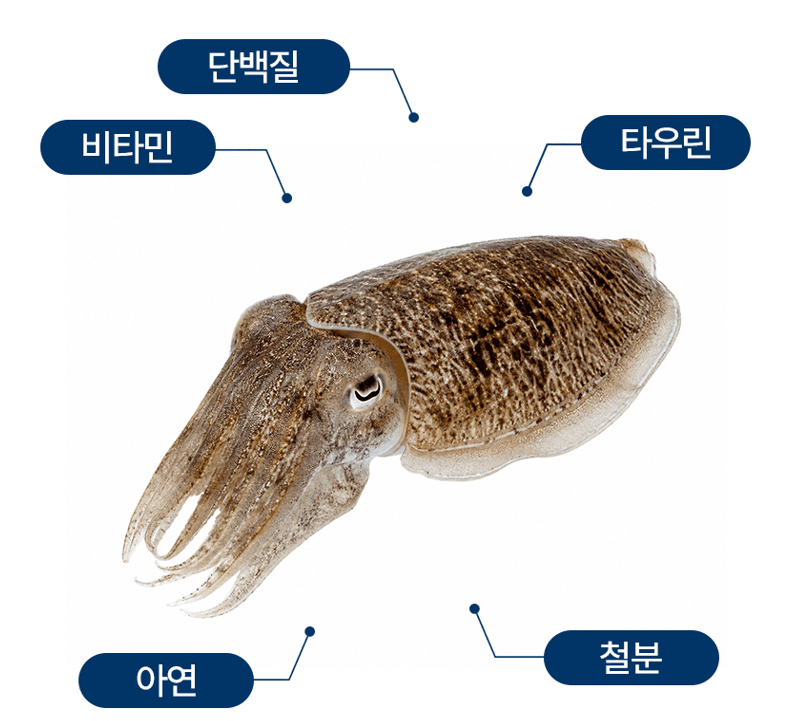 스피드번님의 장터 판매 상품 [국내산 갑오징어 ] 첨부 사진