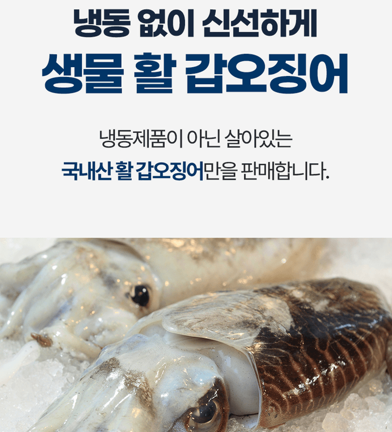 스피드번님의 장터 판매 상품 [국내산 갑오징어 ] 첨부 사진
