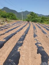김영복님의 자유주제·자유게시판 작성글 사진