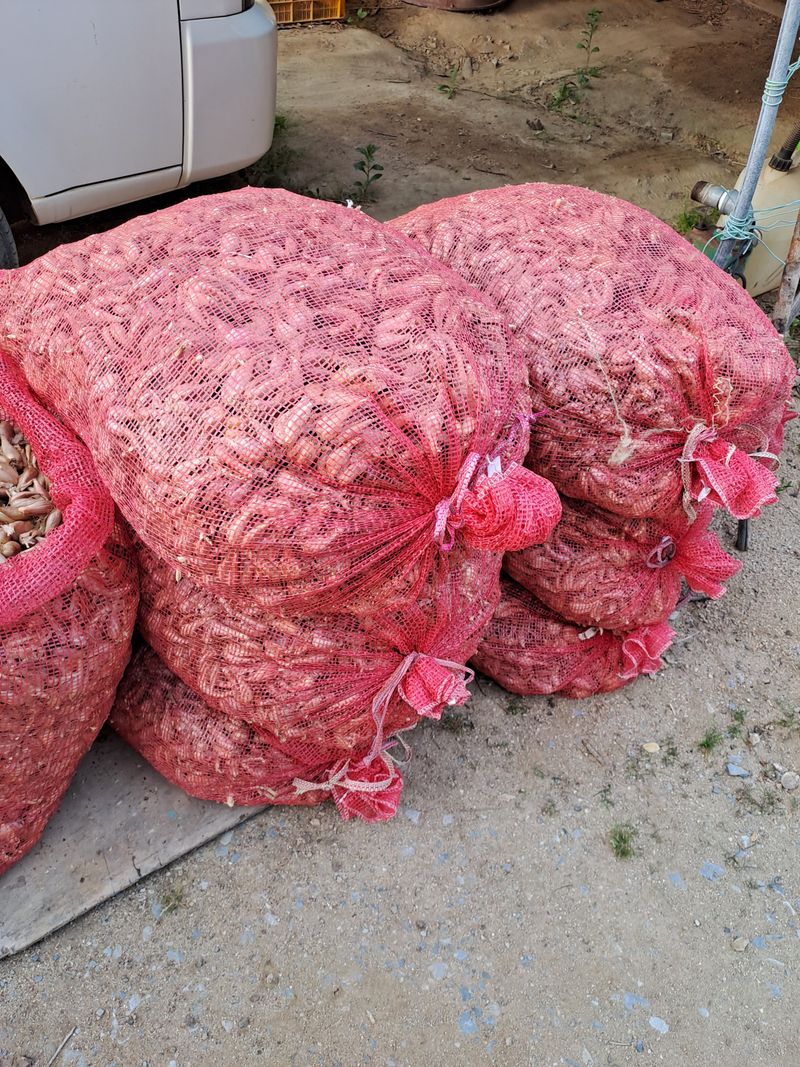 백련지기님의 장터 판매 상품 [쪽파종구(종근) ㅡ1kg] 첨부 사진