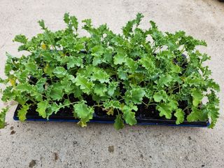 안산제일농약사님의 작성글 사진