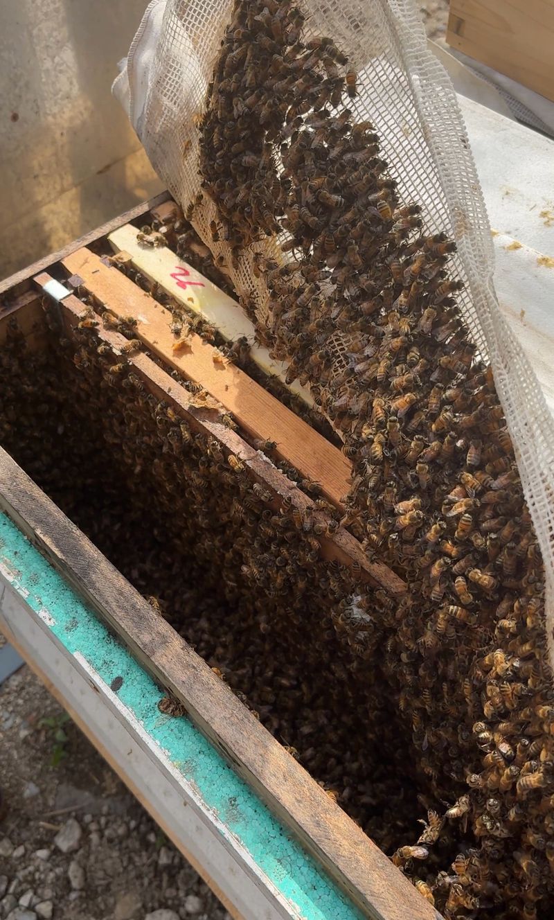 유미경님의 장터 판매 상품 [찐 아카시아 생꿀(2.4kg)] 첨부 사진