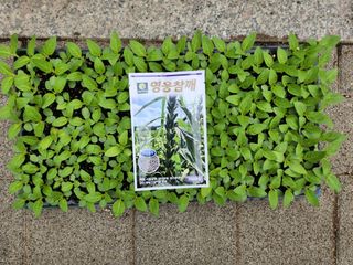안산제일농약사님의 작성글 사진
