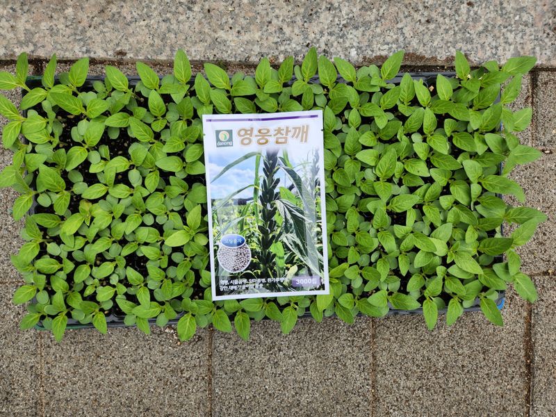 안산제일농약사님의 장터 판매 상품 [영웅참깨모종 200구 170구보장] 첨부 사진