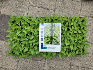안산제일농약사님의 작성글 사진