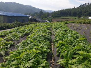 홍천산채농원님의 자유주제·자유게시판 작성글 사진