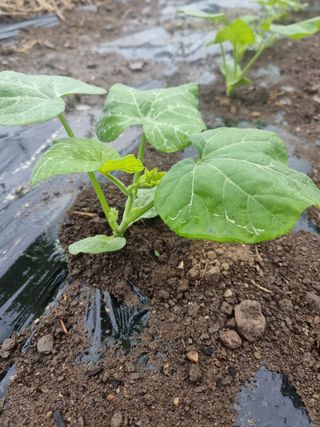 조경준님의 자유주제·자유게시판 작성글 사진