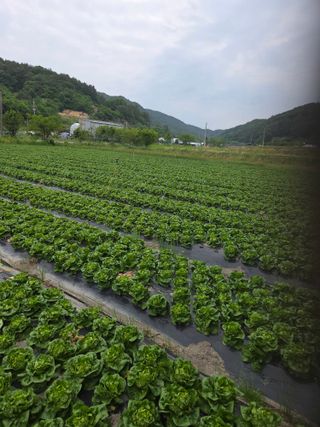 에덴농원님의 자유주제 · 자유게시판 작성글 사진