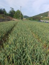 옥천서화농님의 자유주제·자유게시판 작성글 사진