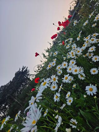 경희아짐님의 자유주제 · 자유게시판 작성글 사진