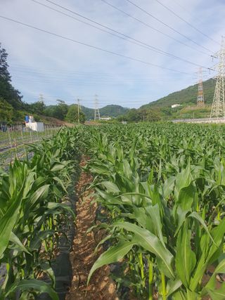 옥천서화농님의 자유주제 · 자유게시판 작성글 사진