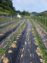 옥천서화농님의 자유주제·자유게시판 작성글 사진