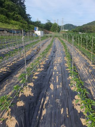 옥천서화농님의 자유주제 · 자유게시판 작성글 사진