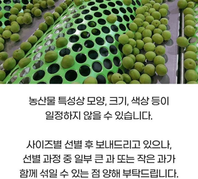 메종루엘님의 장터 판매 상품 [국내산 청매실] 첨부 사진