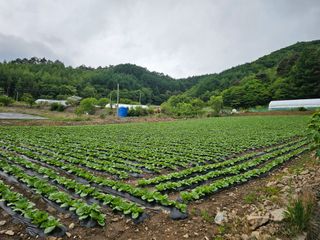홍천산채농원님의 자유주제 · 자유게시판 작성글 사진
