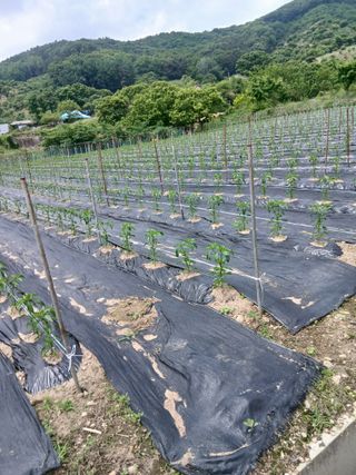 무료지식나눔 팜닥터님의 자유주제 · 자유게시판 작성글 사진