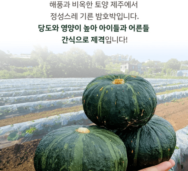 메종루엘님의 장터 판매 상품 [특가 제주도 미니밤호박 (보우짱)] 첨부 사진