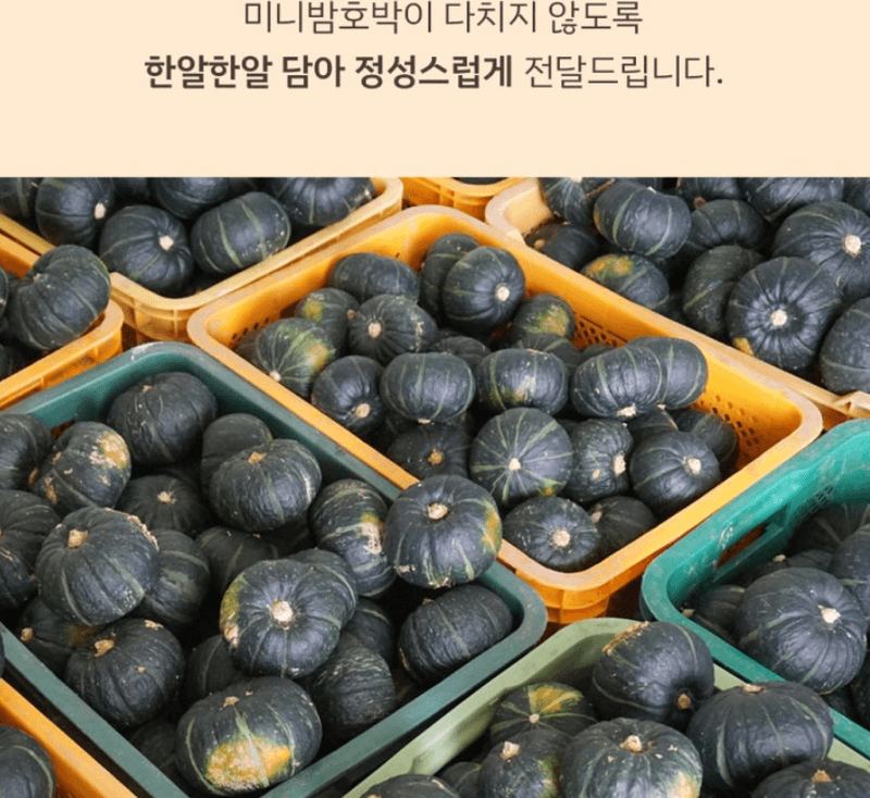 메종루엘님의 장터 판매 상품 [특가 제주도 미니밤호박 (보우짱)] 첨부 사진