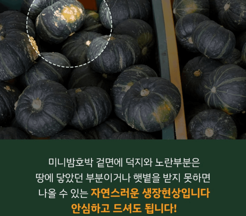 메종루엘님의 장터 판매 상품 [특가 제주도 미니밤호박 (보우짱)] 첨부 사진