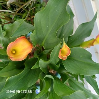 삼성농산님의 자유주제 · 자유게시판 작성글 사진