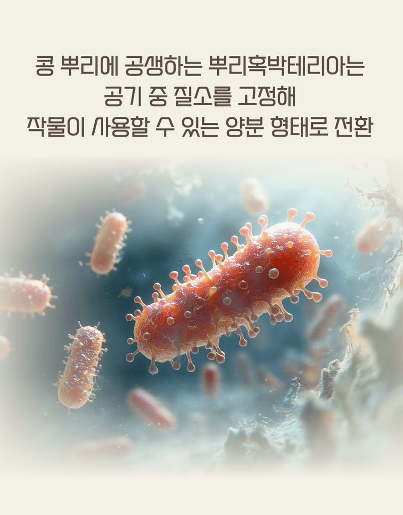 농업마켓365님의 장터 판매 상품 [마법의콩 10KG 콩전용비료 뿌리혹박테리아활성 도복예방 뿌리활력 비료] 첨부 사진