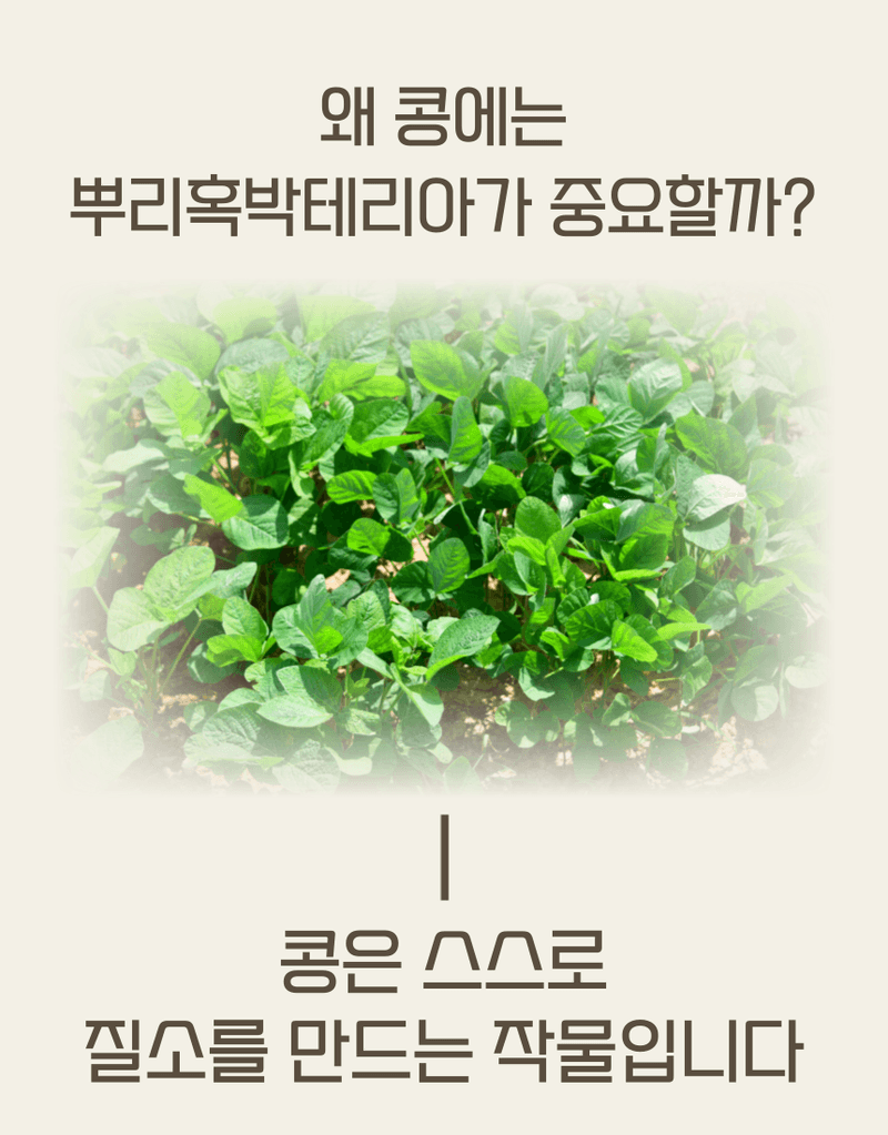 농업마켓365님의 장터 판매 상품 [마법의콩 10KG 콩전용비료 뿌리혹박테리아활성 도복예방 뿌리활력 비료] 첨부 사진