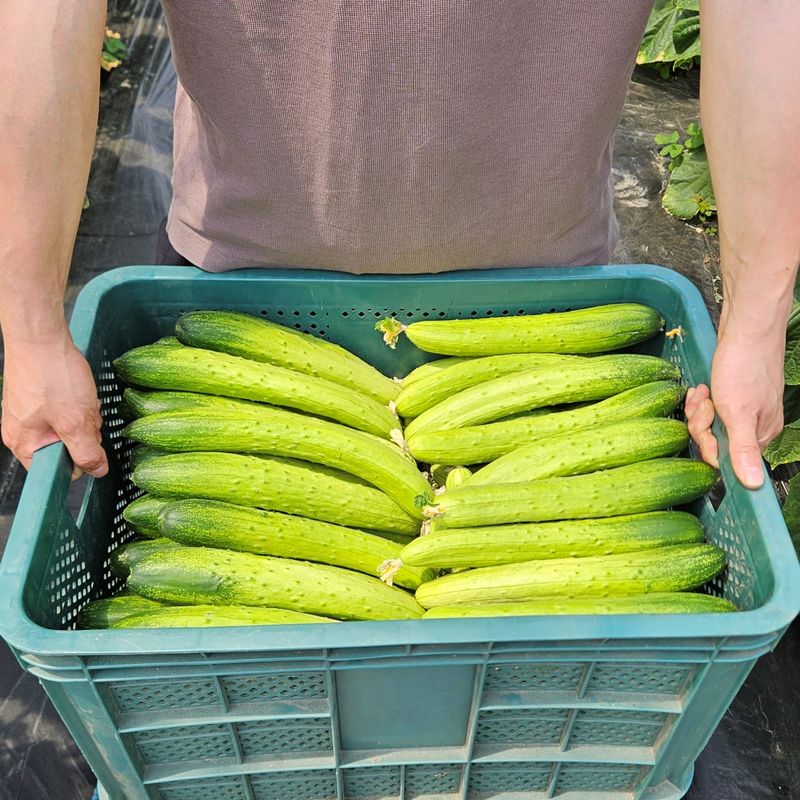 장터 상품 [산지직송 아삭한 백다다기 오이 3kg 5kg 10kg 다다기오이] 썸네일