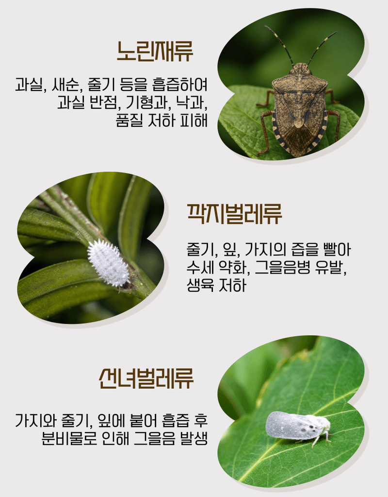 농업마켓365님의 장터 판매 상품 [종합살충탄 액제 500ML 유기농업자재 친환경자재 해충섬멸 해충박멸 해충관리] 첨부 사진