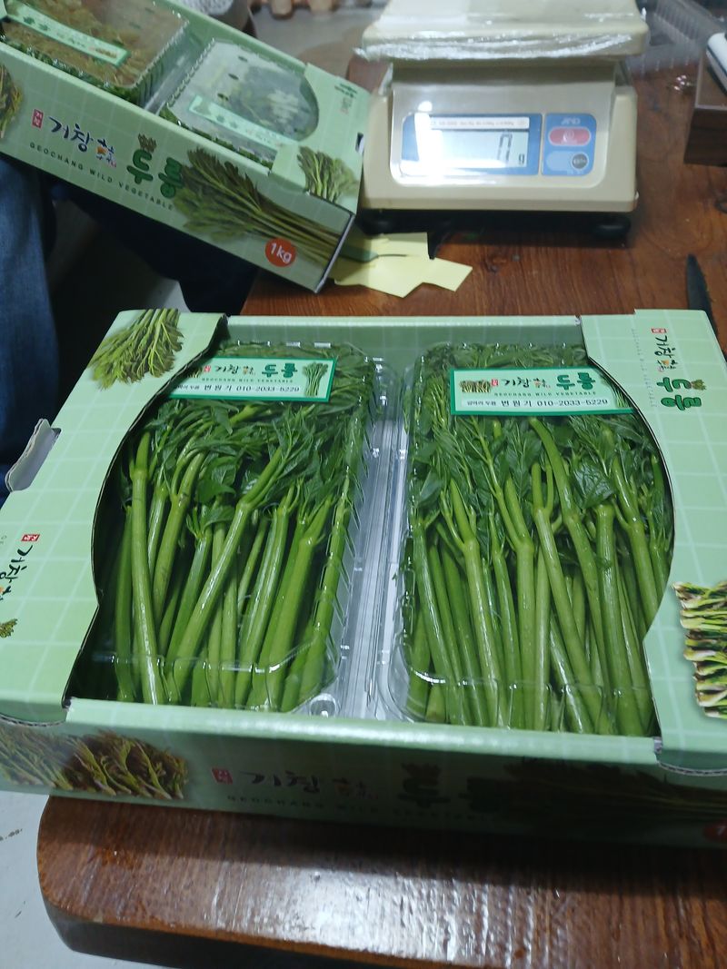 거창두릅농원김성희님의 장터 판매 상품 [여름두릅1kg] 첨부 사진
