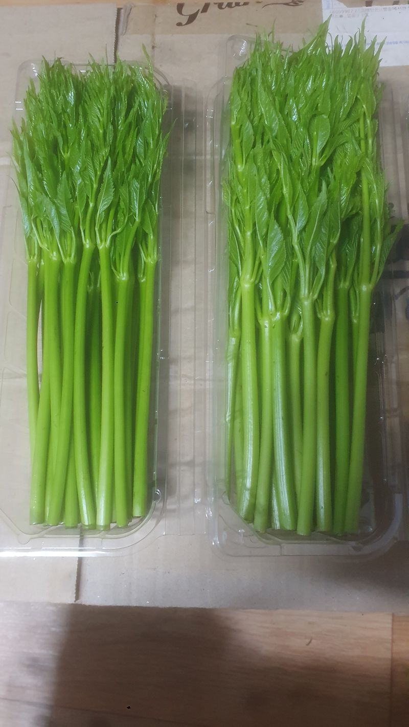 거창두릅농원김성희님의 장터 판매 상품 [여름두릅1kg] 첨부 사진