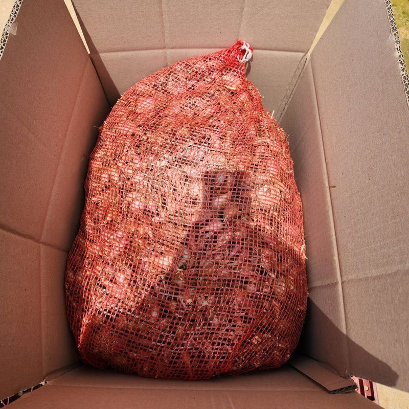 꿈꾸는들녘님의 장터 판매 상품 [무안 쪽파종구 20kg ] 첨부 사진