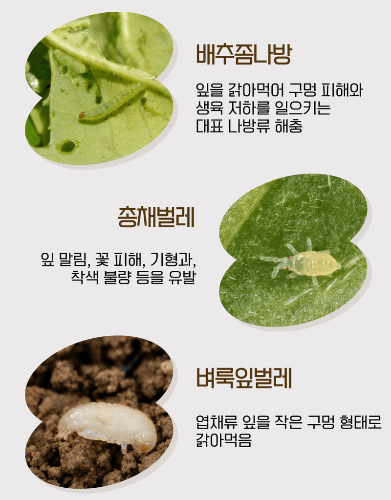 농업마켓365님의 장터 판매 상품 [종합살충탄 액제 500ML 유기농업자재 친환경자재 해충섬멸 해충박멸 해충관리] 첨부 사진