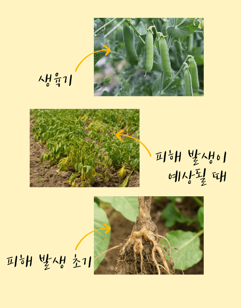 농업마켓365님의 장터 판매 상품 [선충다이 액제 1L 티사포닌 함유 선충피해예방 뿌리혹예방 식물영양제 비료] 첨부 사진