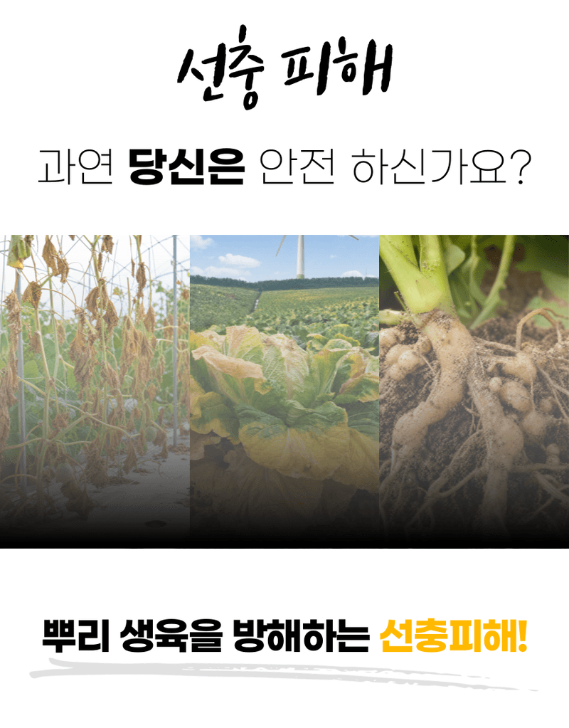 농업마켓365님의 장터 판매 상품 [선충다이 액제 1L 티사포닌 함유 선충피해예방 뿌리혹예방 식물영양제 비료] 첨부 사진
