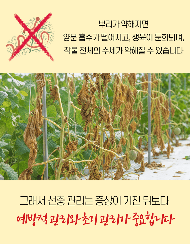 농업마켓365님의 장터 판매 상품 [선충다이 액제 1L 티사포닌 함유 선충피해예방 뿌리혹예방 식물영양제 비료] 첨부 사진