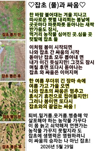 조용길님의 자유주제·자유게시판 작성글 사진
