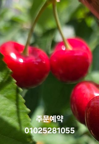 복주농장님의 자유주제 · 자유게시판 작성글 사진