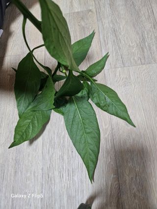영숙님의 고추 · 비료•농약 작성글 사진