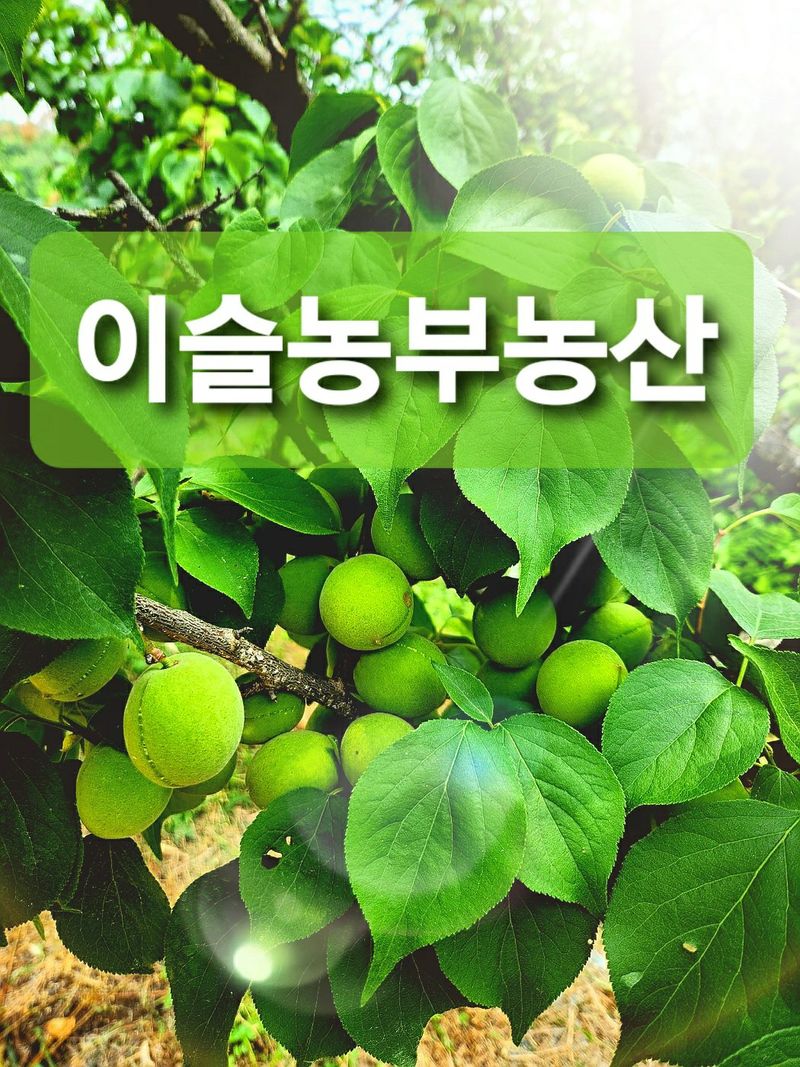 장터 상품 [친환경 청매실(10kg)] 썸네일